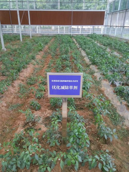 科技創(chuàng)新助力智慧農(nóng)業(yè)發(fā)展 技術(shù)開發(fā)的前沿與應(yīng)用